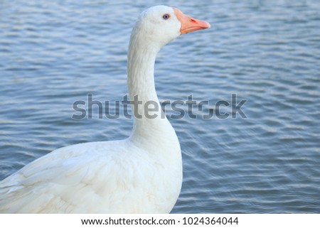 Beautiful White Swan Duck floating in Al Qudra Lake, Dubai, United Arab Emirates
