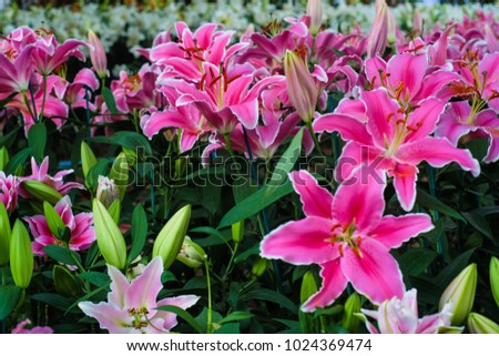 Beautiful fresh pink lily flower with green leaf in botanic garden