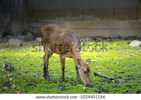 Deer picture is eating grass in the field