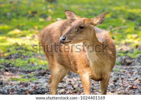 Deer picture is eating grass in the field