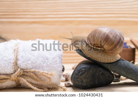 snail closeup on a wooden board background