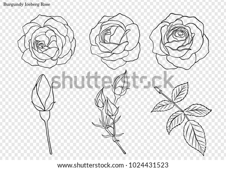 Rose vector set by hand drawing.Beautiful flower on white background.Rose art highly detailed in line art style.Burgundy iceberg rose for wallpaper