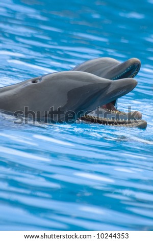 Close up picture of two Common Bottlenose Dolphins (Tursiops truncatus) communicating through squeaks, jaw clapping and yelping