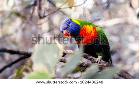 tropical parrot on a branch 