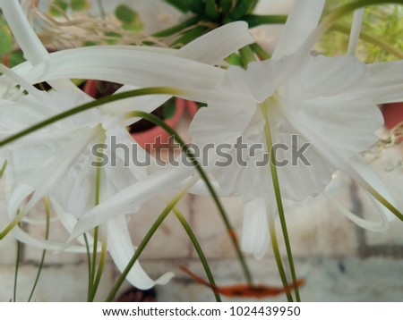 spider lily flower closeup