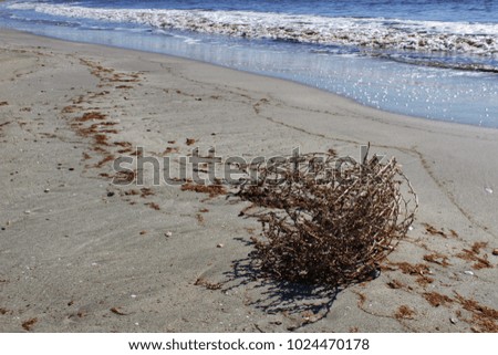 Dry plant pushed by the wind on the shore