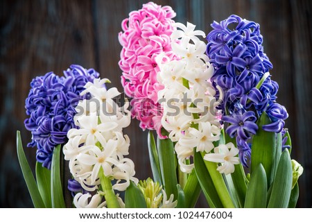 Pastel hyacinth flowers blooming at springtime. Royalty-Free Stock Photo #1024476004