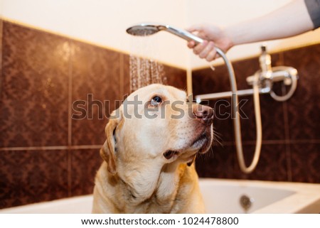 dog in the bathroom