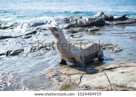 Photo of sea lion sitting on the cliffs near beach.