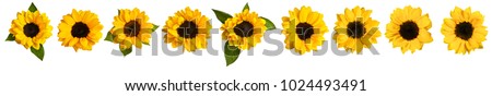 A set of photos of shiny yellow sunflowers, isolated on white. A border for a postcard or invitation design