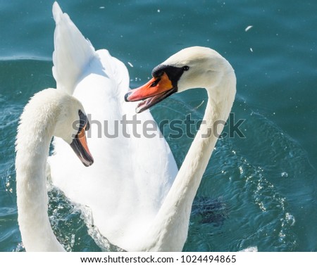Two swans fighting for food in the Lake Zurich, Switzerland