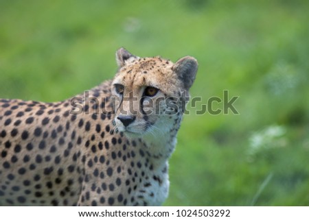 Cheetah. Beautiful African wildlife big cat portrait image. Magnificent healthy adult cheetah (Acinonyx jubatus). Spotted wild animal against blurred background.