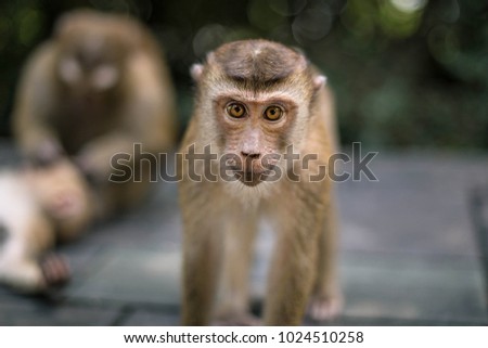 Cute little monkey looks directly into the camera. Thailand, Phuket, Monkey Hill.