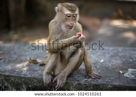 Cute monkey eats fruit. Thailand, Phuket, Monkey Hill