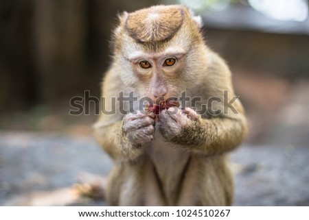 Cute monkey eats fruit and looks in the camera. Thailand, Phuket, Monkey Hill.