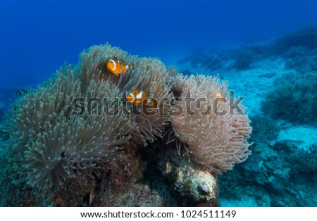 Anemone Swimming in soft coral