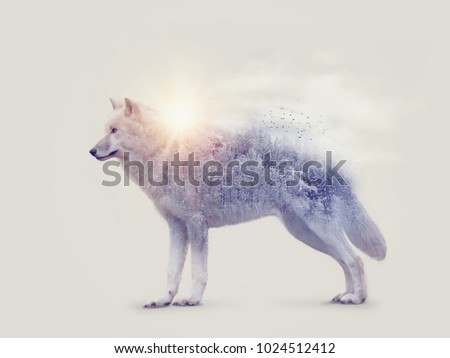 Double exposure with an arctic wolf and forest