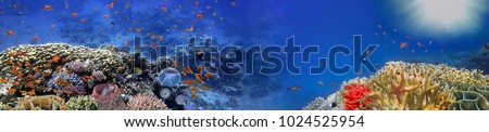 Underwater panorama and coral reef and fishes. Red Sea, Egypt