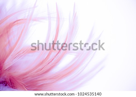 Pink chicken feathers in soft and blur style for the background. Pastel color