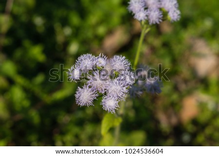 A picture of wild flower