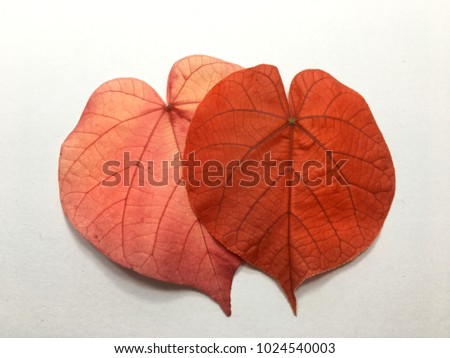 Two red leaves are the symbol of love with white background.