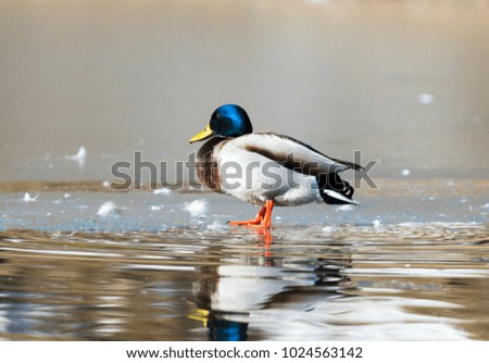 Duck on the ice. Wild nature of a bird in winter photo