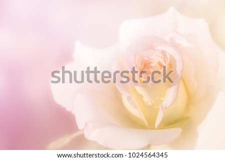 close up of fresh light pink rose flower on nature background with soft focus, love and valentine concept