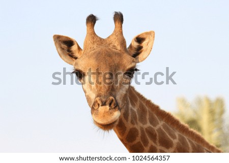 giraffe wild life