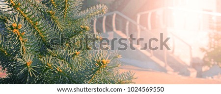 Banner Pine tree in the foreground. Winter nature Forest trees Hills. Beautiful scenery