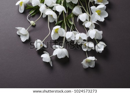 Creative top view layout with White Anemone flowers on a black background. Stylish minimalist background with first spring flowers.