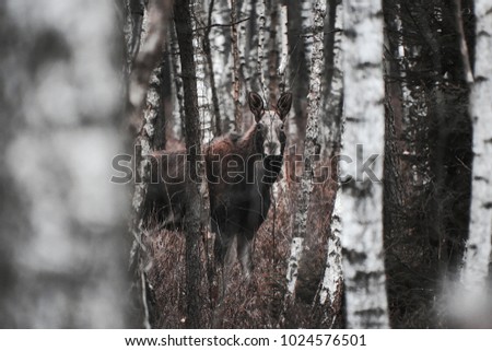 young moose in the forest