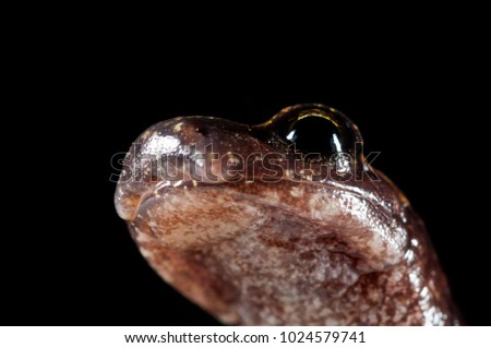 Speleomantes strinatii (strinati's cave salamander)