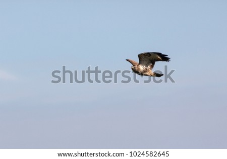 Common Buzzard flying