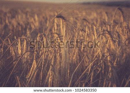 Wheat ears. Agricultural, farming.