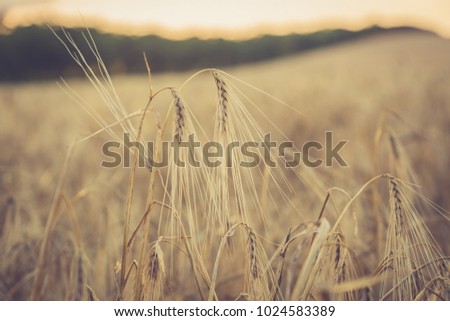 Wheat ears. Agricultural, farming.