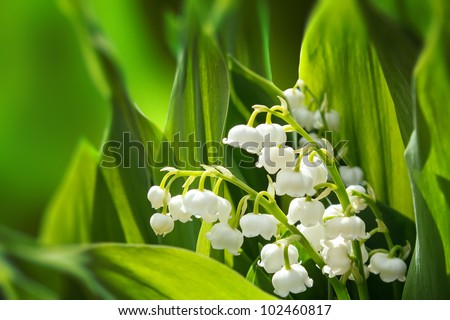 Blooming Lily of the valley in spring garden with shallow focus Royalty-Free Stock Photo #102460817