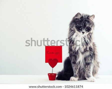 Charming, furry cat near the holder for papers in the form of a heart with a note for important events