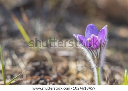Beautiful spring  violet flower eastern cutleaf anemone, pasque flower, prairie crocus whith drops of dew. Shallow depth of field. Copy space.