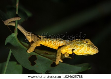 Panther chameleon (Furcifer pardalis) lying on a tree branch, Ankarana Special Reserve, Madagascar