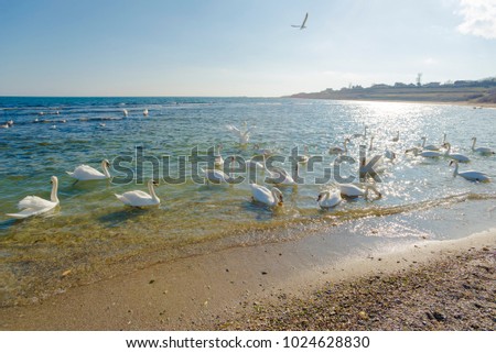 Swan in a bright day at the sea