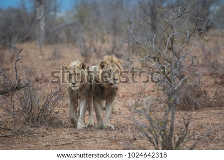 A horizontal, full length, colour image of two male lions, Panthera leo, walking towards the camera through a dry landscape at Kambaky River Sands, South Africa.