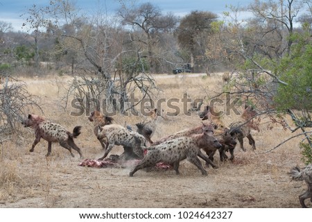 A horizontal, colour image of a pack of spotted hyena, Crocuta crocuta, scattering as a lion, Panthera leo, approaches to reclaim his kill in the Timbavati Game Reserve, South Africa.