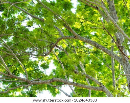Branch of tree in natural and sky background.Big tree in forest