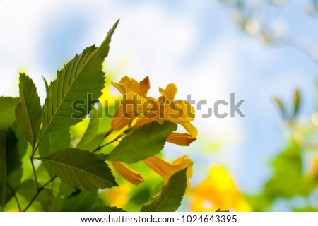 A yellow beautiful flowers are taken shot together with complete-shape green leaves in bottom view, having bright blue sky as a background, picture is full of hope
