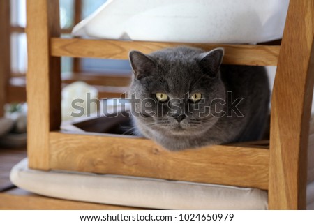 british shorthair cat looking at camera hiding in chair 