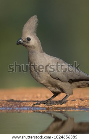 A vertical, extreme close up, surface level, colour photo of a grey go-away bird, Corythaixoides concolor, at the edge of a water hole at a hide in Karongwe Game Reserve, South Africa.