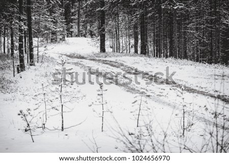Winter road in a pine forest.