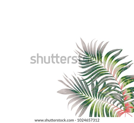 palm leaf on white background