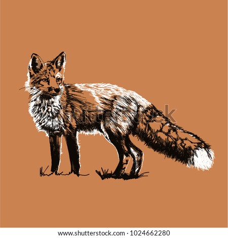 Red fox vector illustration, hand drawn vintage engraved, sketch