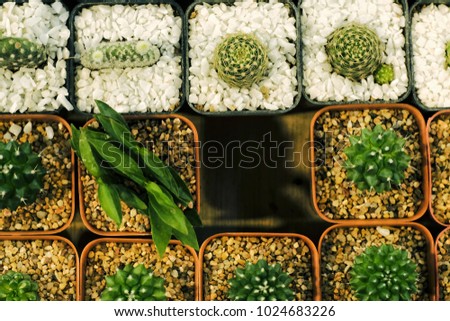 Cactus arrangement for trading.